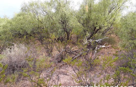 SOLD: 20 Acre Brushy Property in West Texas