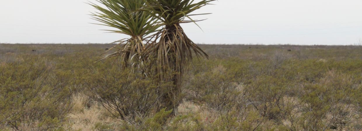 Pecos County, TX