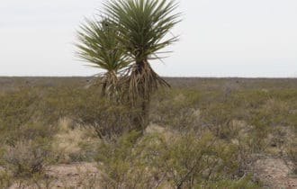Pecos County, TX
