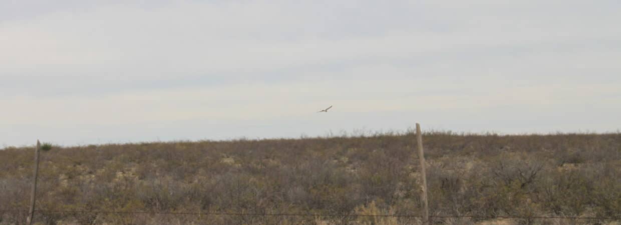Pecos County, TX