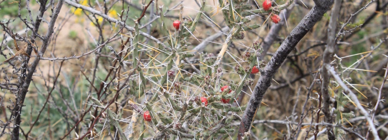 Pecos County, TX
