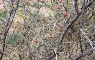 Pecos County, TX