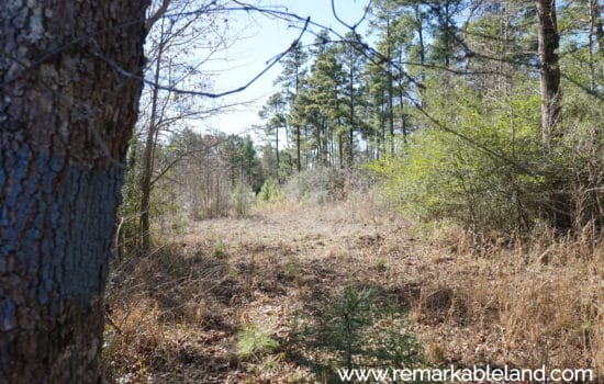 SOLD:🌲 26.28 Acre East Texas Timber Tract #C 🌳
