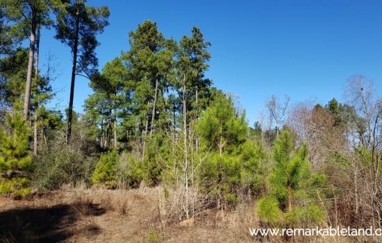 SOLD: 26.28 Acre East Texas Timber Property #L 🌲🌳
