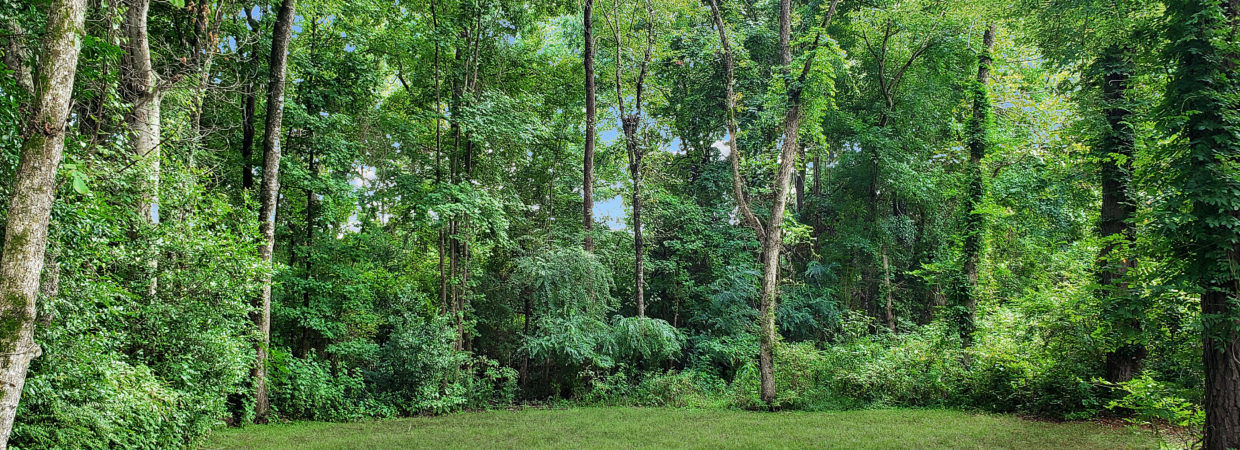 Wooded Lot in Marshall, TX