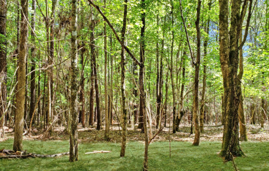 SOLD: 8.4 Acres Deep in the Piney Woods