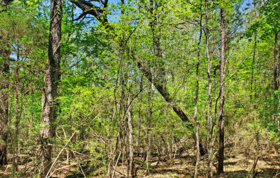 SOLD: 7.5 Acres Deep in the Piney Woods