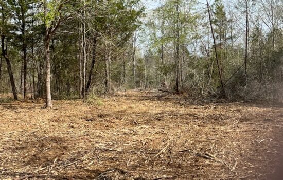 34.39 Acres for Your Piney Woods Hideaway