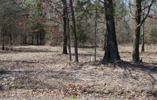 7 Acre Wooded Lot in Titus County, TX
