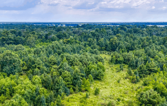 20 Acres – Unrestricted, Build-Ready Ranchette in Liberty County, TX